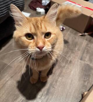 Tabby Cats Available for Adoption in Houston, Texas - Flynn | PetCurious