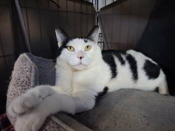 Paula -  Domestic Short Hair Cat for Adoption in Denver, Colorado - Paula | PetCurious