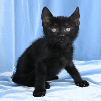 Tango -  Domestic Short Hair Cat Available for Adoption in Mobile, Alabama - Tango | PetCurious