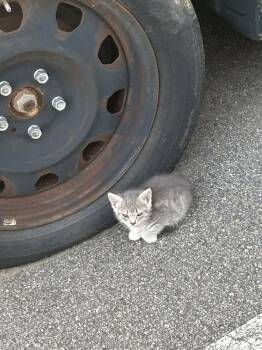Survivor -  Domestic Short Hair Cat for Adoption in Salisbury, North Carolina - Survivor | PetCurious