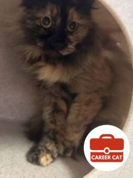 Domestic Long Hair and Domestic Short Hair Cats Available for Adoption in Roseville, California - Oriole | PetCurious