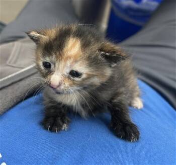 Rescue Domestic Medium Hair Cats for Adoption in Dallas, Texas - JAZZ | PetCurious