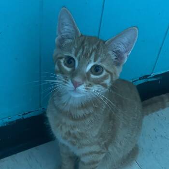 Dave -  Domestic Short Hair Cat for Adoption in Spencer, Indiana - Dave | PetCurious