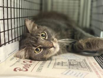 Domestic Medium Hair Cats Available for Adoption in Doral, Florida - MACK | PetCurious