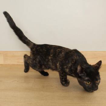Domestic Short Hair Cats Available for Adoption - Paisley C68226 | PetCurious