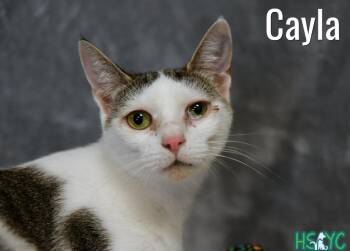 Domestic Short Hair Cats Available for Adoption in Fort Mill, South Carolina - Cayla | PetCurious