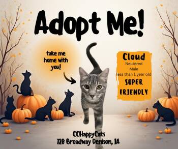 Rescue Domestic Short Hair Cats for Adoption in Denison, Iowa - Cloud | PetCurious
