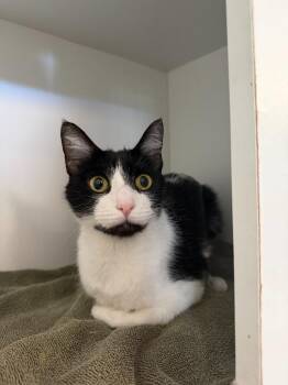 Suki -  Domestic Short Hair Cat for Adoption in Hyde Park, New York - Suki | PetCurious