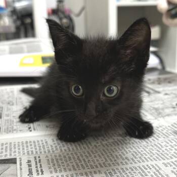 Binks -  Domestic Short Hair Cat for Adoption in Bentonville, Arkansas - Binks | PetCurious
