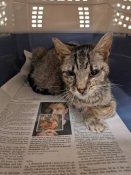 Spot -  Domestic Short Hair Cat for Adoption in Cincinnati, Ohio - Spot | PetCurious