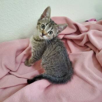 Rescue Domestic Short Hair Cats for Adoption in Austin, Texas - Purrberry | PetCurious