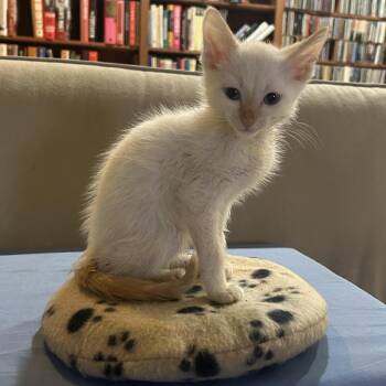 Troye Sivan -  Domestic Short Hair Cat for Adoption in Evanston, Illinois - Troye Sivan | PetCurious