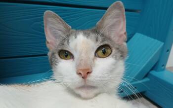 Poloma -  Domestic Short Hair Cat for Adoption in Cullowhee, North Carolina - Poloma | PetCurious