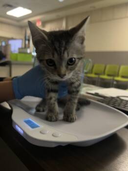 Domestic Short Hair Cats Available for Adoption in Las Vegas, Nevada - TABITHA | PetCurious