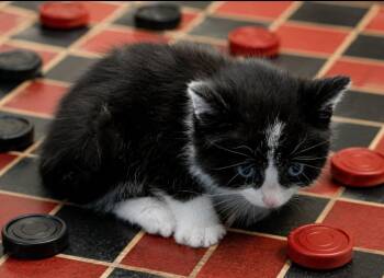 Yasmin -  Domestic Short Hair Cat for Adoption in Washington Court House, Ohio - Yasmin | PetCurious