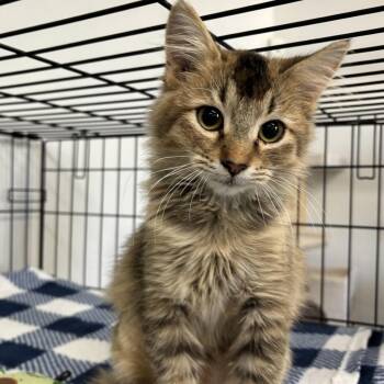 Georgia -  Domestic Short Hair Cat for Adoption in Houston, Texas - Georgia | PetCurious
