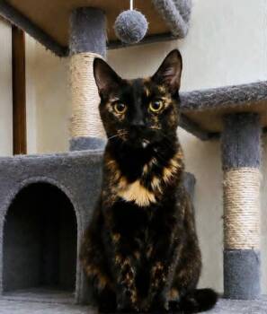 Gemma -  Tortoiseshell Cat for Adoption in Yuba City, California - Gemma | PetCurious
