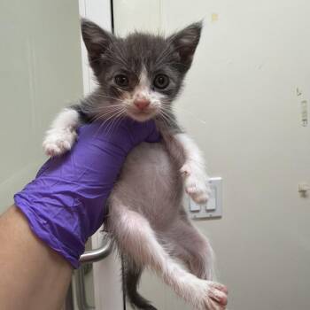 Wookiee -  Domestic Short Hair Cat for Adoption in Westminster, California - Wookiee | PetCurious