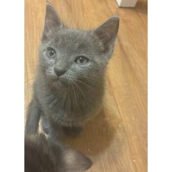 Flava Flav 23 -  Russian Blue Cat for Adoption in Austin, Texas - Flava Flav 23 | PetCurious