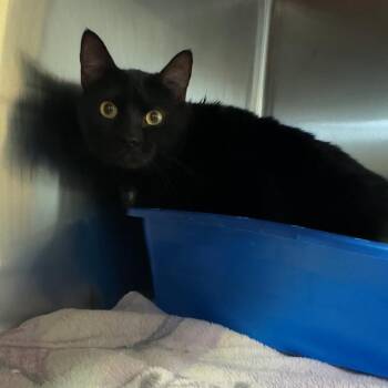 CeeCee -  Domestic Short Hair Cat for Adoption in Manhattan, Kansas - CeeCee | PetCurious