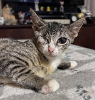 Domestic Short Hair Cats Available for Adoption in Lafayette, Louisiana - Annie | PetCurious