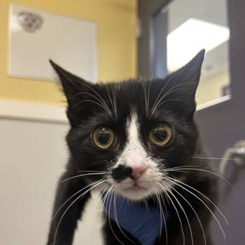 Domestic Short Hair Cats Available for Adoption - Jay Catsby | PetCurious