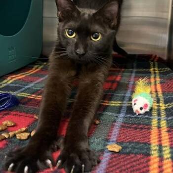 Billie -  Domestic Short Hair Cat for Adoption in Baltimore, Maryland - Billie | PetCurious