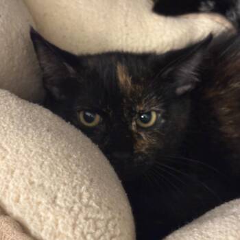 Imogen -  Domestic Short Hair Cat for Adoption in West Palm Beach, Florida - Imogen | PetCurious