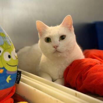 Estrella -  Domestic Short Hair Cat for Adoption in Portage, Michigan - Estrella | PetCurious