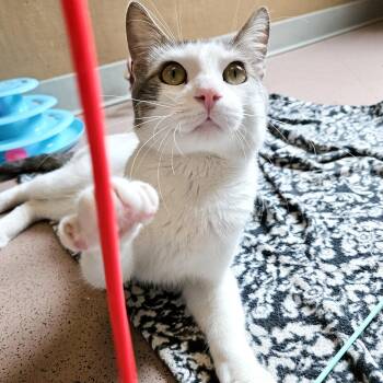 Pixel -  Domestic Short Hair Cat for Adoption in Oakland, California - Pixel | PetCurious