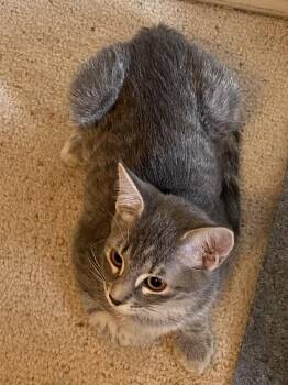 Ruby Slipper NC -  Domestic Short Hair Cat for Adoption in Dallas, Texas - Ruby Slipper NC | PetCurious