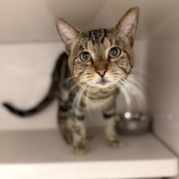 Scoot -  Domestic Short Hair Cat for Adoption in Sarasota, Florida - Scoot | PetCurious