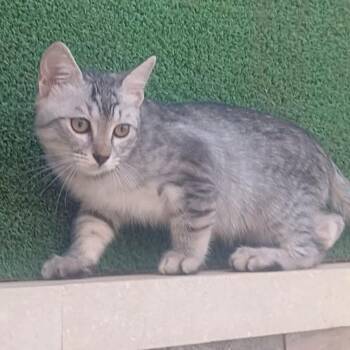 Egyptian Mau Cats Available for Adoption - Grant | PetCurious