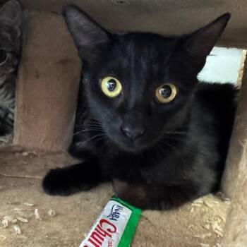 Malie (COH-A-67168) -  Domestic Short Hair Cat for Adoption in Volcano, Hawaii - Malie (COH-A-67168) | PetCurious