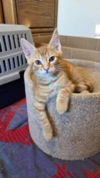 Mr. McStuffin -  Domestic Short Hair Cat for Adoption in Bellevue, Washington - Mr. McStuffin | PetCurious