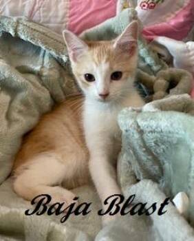 Rescue Domestic Short Hair Cats for Adoption in Southern Pines, North Carolina - Baja Blast | PetCurious