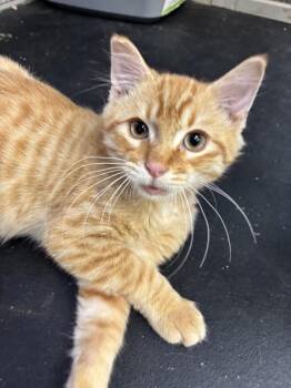 Flash -  Domestic Short Hair Cat for Adoption in Victorville, California - Flash | PetCurious
