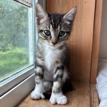 Olive Woodville -  Extra Toes Cat Hemingway Polydactyl and Tabby Cat for Adoption in Friendswood, Texas - Olive Woodville | PetCurious