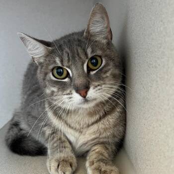 Domestic Short Hair Cats Available for Adoption in Redwood City, California - Fettuccine | PetCurious