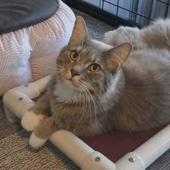 Pierre -  Domestic Medium Hair Cat for Adoption in Bethel, Connecticut - Pierre | PetCurious