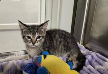 Cherish -  Domestic Short Hair Cat for Adoption in Dickson, Tennessee - Cherish | PetCurious