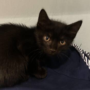 Ronnie -  Domestic Short Hair Cat for Adoption in Chattanooga, Tennessee - Ronnie | PetCurious
