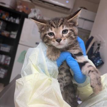 Domestic Short Hair Cats Available for Adoption in Pekin, Illinois - Foster | PetCurious