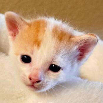 Legolas -  Domestic Short Hair Cat for Adoption in Santa Fe, New Mexico - Legolas | PetCurious