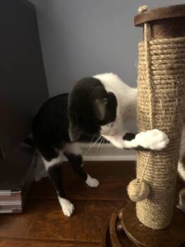 Rescue Domestic Short Hair Cats for Adoption in Murfreesboro, Tennessee - Phantom | PetCurious