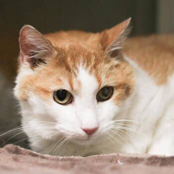 Domestic Short Hair Cats Available for Adoption in Versailles, Kentucky - Bobo | PetCurious