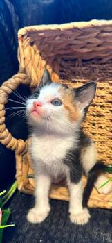Maple -  Calico Cat for Adoption in Lucedale, Mississippi - Maple | PetCurious