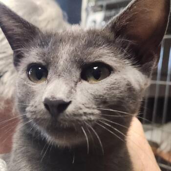 Twinkle K46559 -  Domestic Short Hair Cat for Adoption in Corsicana, Texas - Twinkle K46559 | PetCurious