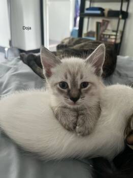 Rescue Domestic Short Hair Cats for Adoption in Ferndale, Michigan - Doja | PetCurious