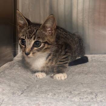 Ernest -  Domestic Short Hair Cat for Adoption in Starkville, Mississippi - Ernest | PetCurious